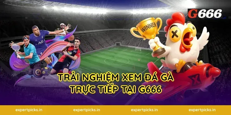 Trải Nghiệm Xem Đá Gà Trực Tiếp Tại G666