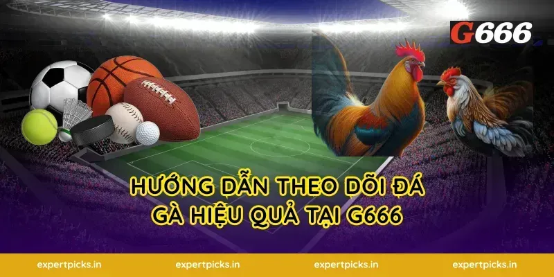 Hướng Dẫn Theo Dõi Đá Gà Hiệu Quả Tại G666